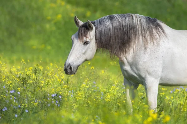 花の牧草地に立つ白馬 — ストック写真