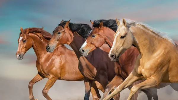 Cavalos Livre Executado Tempestade Deserto Contra Céu Por Sol — Fotografia de Stock