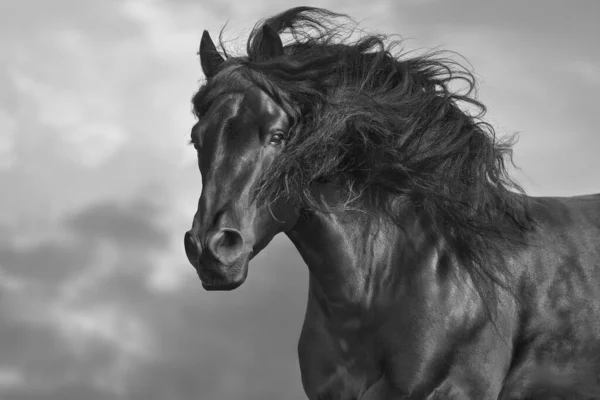 Черная Лошадь Длинной Гривой Крупным Планом Черное Белое — стоковое фото