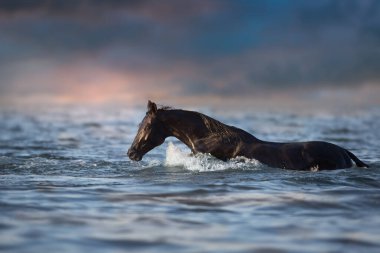 Siyah aygır gün batımında suda yüzer.