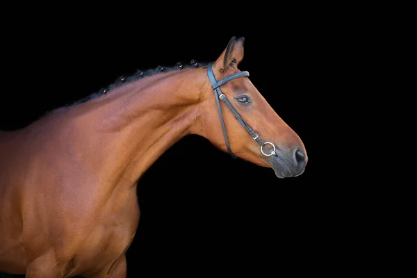 Brun Häst Med Betsel Mot Svart Bakgrund — Stockfoto