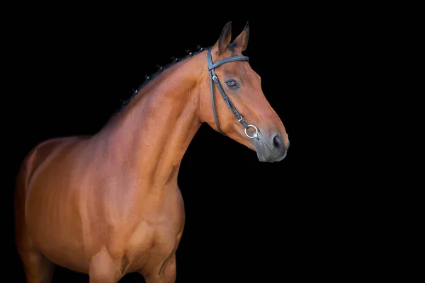 Brązowy Koń Uzdą Czarnym Tle — Zdjęcie stockowe