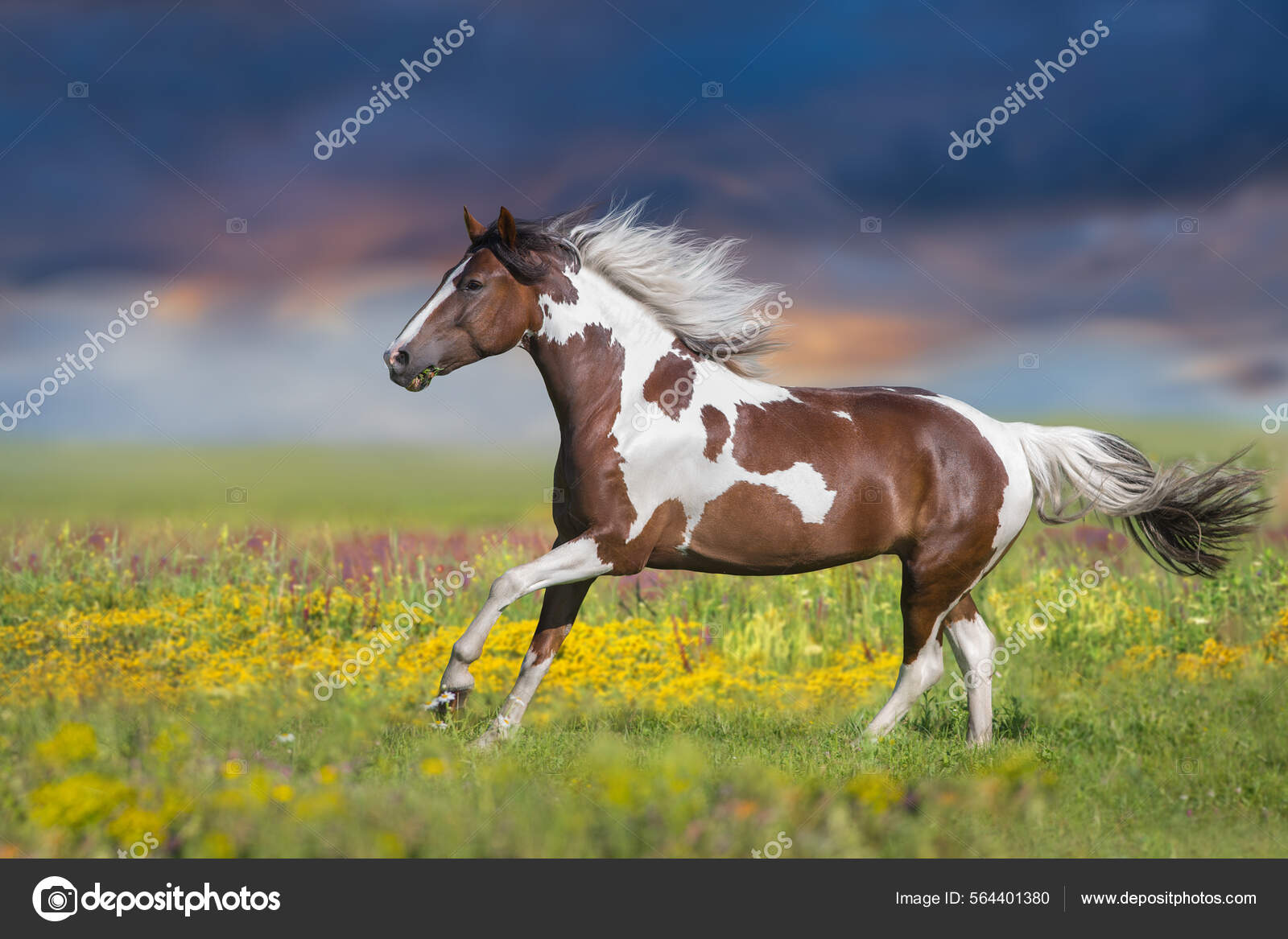 Pinto Horse Free Run Spring Flowers Meadow Beautiful Sky Stock Photo by  ©kwadrat70 564401380