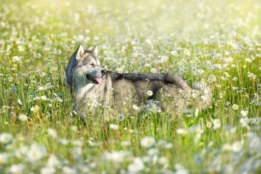 Yeşil yaz çayır papatyasında Alaska Malamute Koşusu