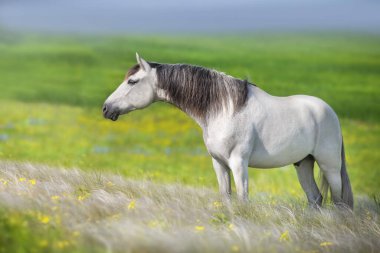 White lusitano horse standing in stipa meadow