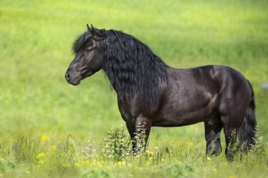 Bahar çiçekleri arasında uzun yeleli siyah aygır.