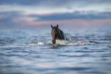 Siyah aygır gün batımında suda yüzer.