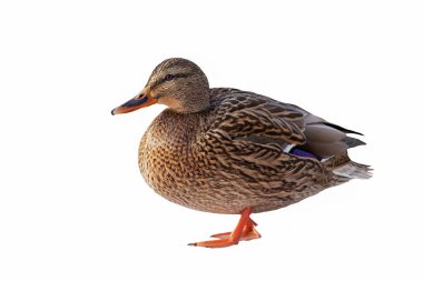 Mallard ördeği yakın plan beyaz arka planda izole