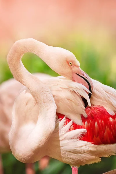 Beautiful Pink Big Bird Flamingo Green Landscape — Stock Photo, Image