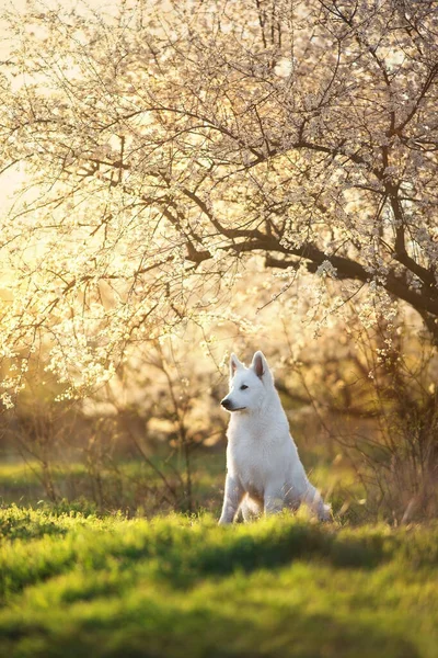 Λευκός Ελβετικός Ποιμενικός Σκύλος Ανθισμένα Δέντρα — Φωτογραφία Αρχείου