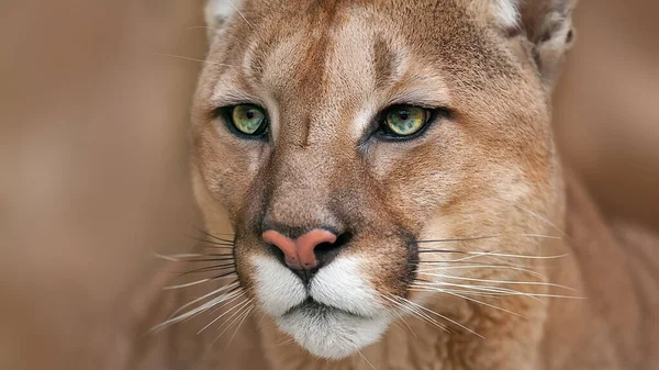 Beautiful Puma Portrait Close Light Background — 스톡 사진