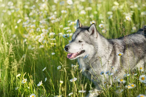 Alaskan Malamute Працює Зеленому Літньому Соусі — стокове фото