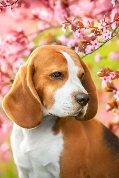 Retrato Perro Beagle Árbol Flor Sakura Primavera —  Fotos de Stock