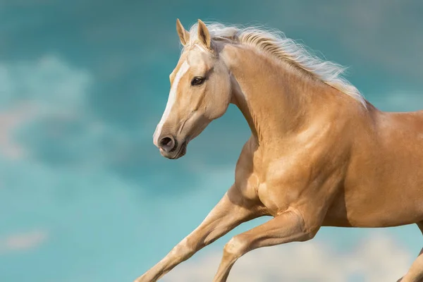 Akhal Teke Kůň Zblízka Portrét Volný Běh — Stock fotografie