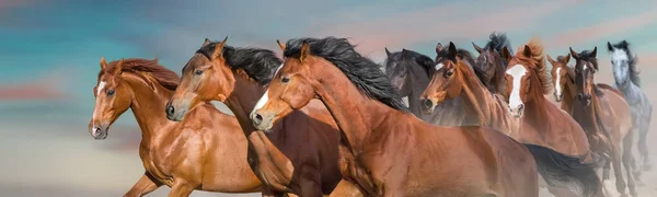 Paarden Vrij Rennen Woestijn Storm Tegen Zonsondergang Hemel Panorama Voor — Stockfoto