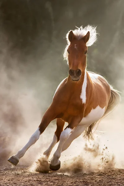 Pinto Cavalo Executar Galope Luz Sol Deserto Poeira — Fotografia de Stock