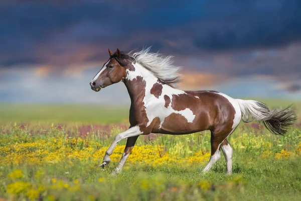 Pinto Caballo Libre Ejecutar Primavera Flores Prado Contra Hermoso Cielo —  Fotos de Stock