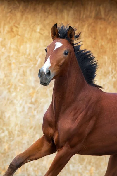Bay Kůň Portrét Pohybu — Stock fotografie