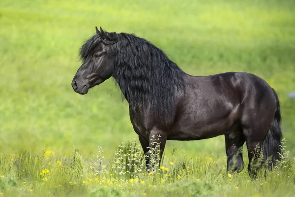 Bahar çiçekleri arasında uzun yeleli siyah aygır.