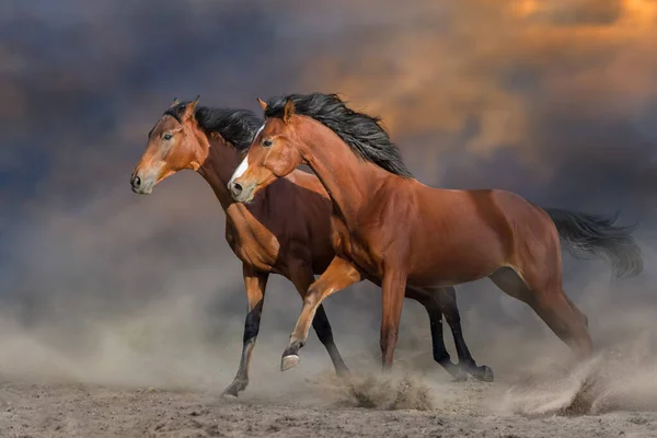 Koně Volný Běh Pouštní Bouře Proti Západu Slunce Oblohy — Stock fotografie