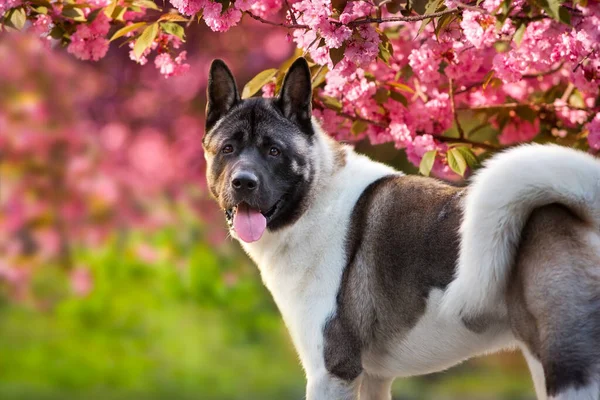 Αμερικανικός Σκύλος Ακίτα Στο Φόντο Ενός Ανθισμένου Ροζ Δέντρου Τον — Φωτογραφία Αρχείου