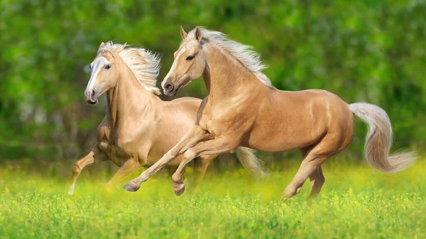 Twee Cremello Paard Met Lange Manen Lopen Galop Groene Weide — Stockfoto