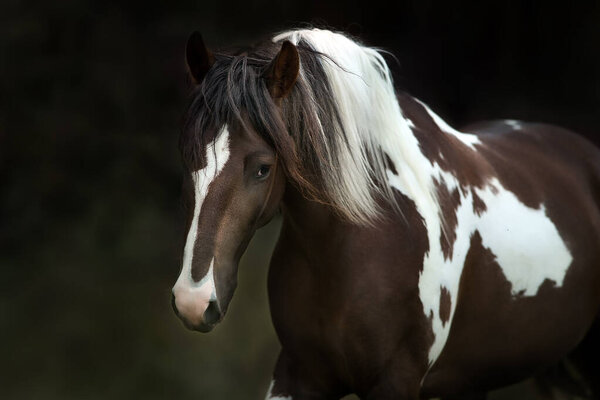 Pinto horse with long mane run gallop close up 