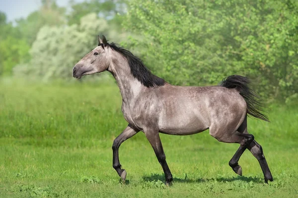 Gray Horse Trotting Spring Pasture — Stock Photo, Image