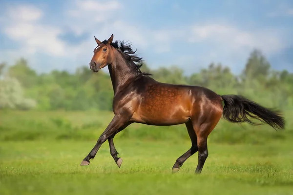 Bay Kůň Volný Běh Tryskem Louce — Stock fotografie