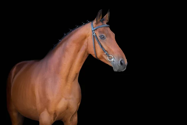 Caballo Marrón Con Brida Sobre Fondo Negro — Foto de Stock