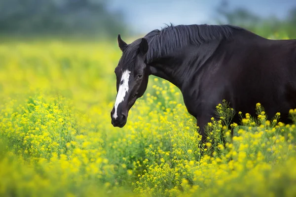 Fekete Stallion Sárga Virágok Portré — Stock Fotó