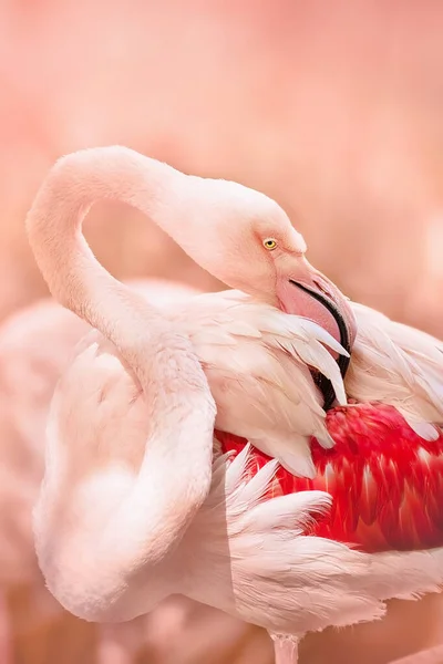 Beautiful Pink Big Bird Flamingo Pink Background — Stock Photo, Image