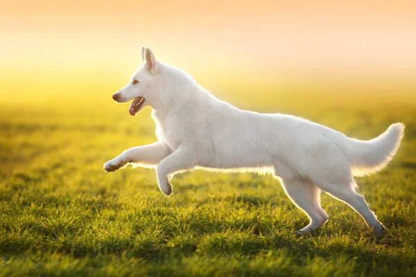 White Swiss Shepherd Dog Run Spring Green Grass Sunset Light — 스톡 사진