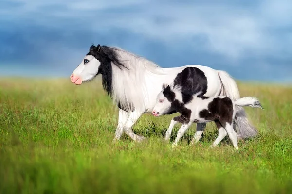 Pony Mare Foal Pasture — ストック写真