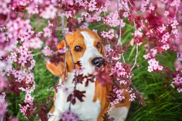 Портрет Собаки Бігль Навесні Квітуче Дерево Сакури — стокове фото