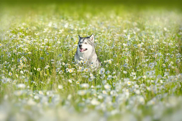 Alaskan Malamute Courir Dans Pré Vert Camomille Été — Photo