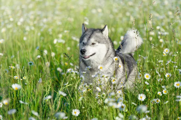 Alaska Malamute Körs Grön Sommar Kamomill Äng — Stockfoto