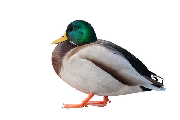 Mallard duck closeup isolated on white background