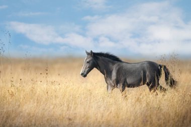 Vahşi at sarı çimlerde yürüyor.