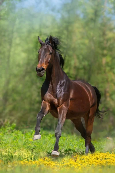 Bay Horse Galop Course Libre Dans Prairie — Photo