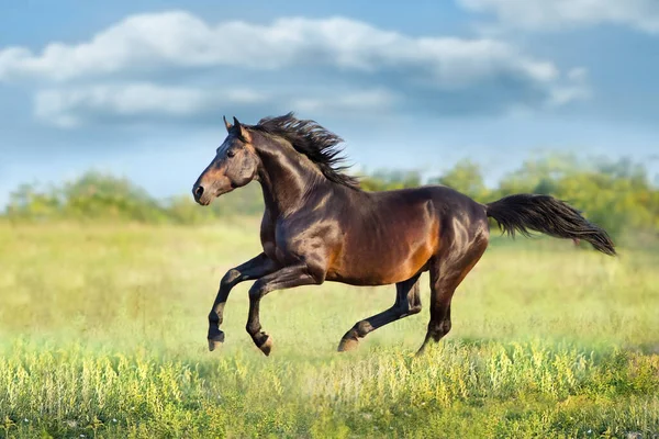 Bay Horse Free Run Gallop Meadow — Stock Photo, Image