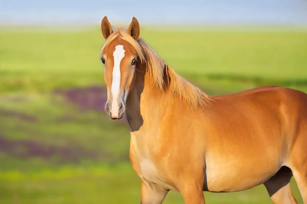 Beautiful Yellow Horse Portrait Meadow — 스톡 사진