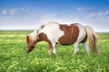 Shetland Pony yeşil çayırlarda otluyor.