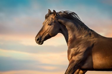 Bay Horse hareket halindeki portreyi kapat.