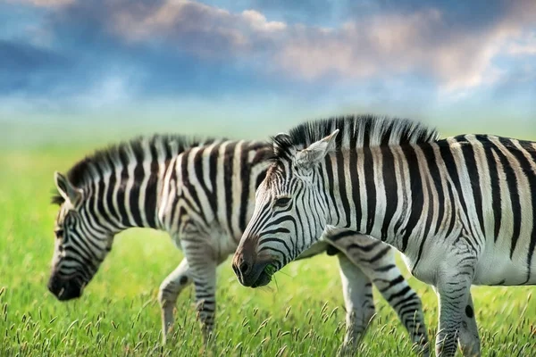 Két Zebra Közelkép Amint Zöldön Legelnek Naplemente Égboltja Ellen — Stock Fotó