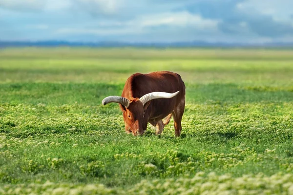 Vatussi Vache Dans Prairie Verte — Photo