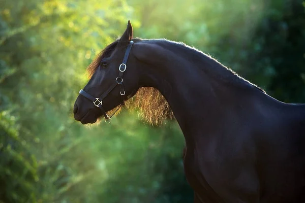 Frisian Horse Close Portrait Park Sunset — 图库照片