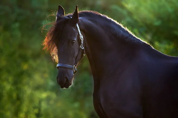 Frisian Horse Close Portrait Park Sunset — Zdjęcie stockowe