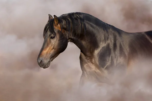 Bay Horse Close Portrait Motion — стокове фото
