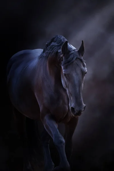 Black frisian horse in motion with dark background behind